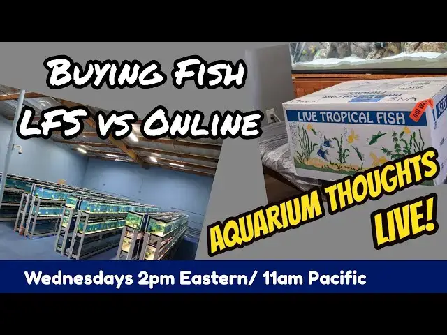 Video thumbnail for Buying Fish: LFS vs ONLINE - Aquarium Thoughts LIVE! #20