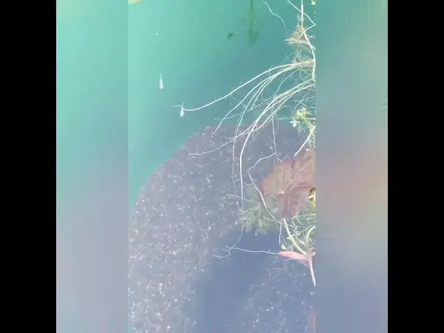 Video thumbnail for Yazakura Rame "Cherry Blossom" Ricefish in their outdoor bucket. #shorts #ricefish