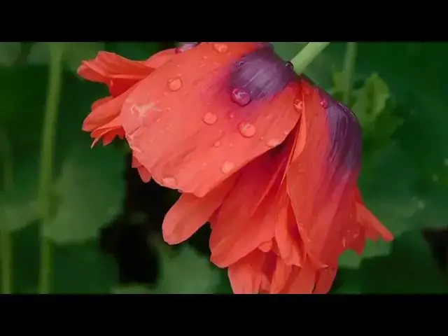 Video thumbnail for Flowers in Nature
