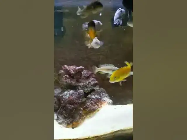 Video thumbnail for My Super Red Top Hongi Mbuna was on fire 🔥🔥🔥 #shorts