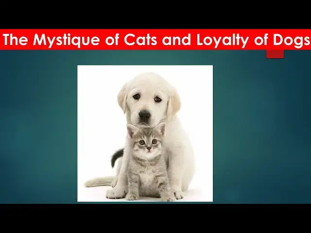 Video thumbnail for The Mystique of Cats and Loyalty of Dogs