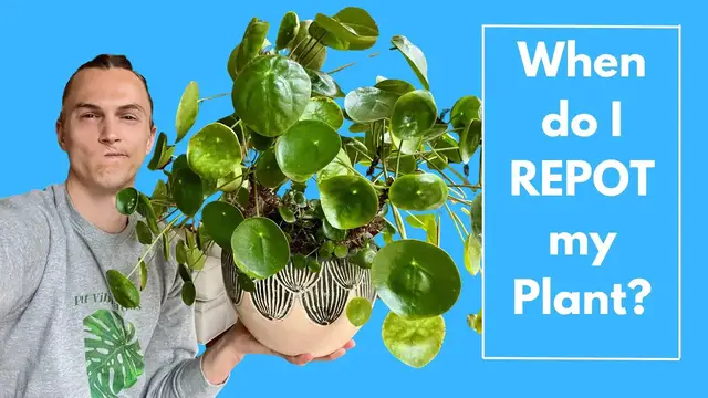 Video thumbnail for REPOTTING HOUSEPLANTS - Should You Repot, How to Know, Tips & Examples Repotting Indoor Plants
