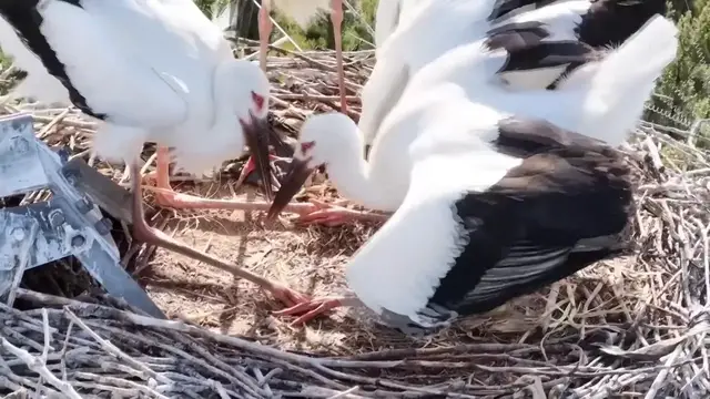Video thumbnail for China: Oriental Stork chicks learn to eat, fly under parental care in Shanxi.