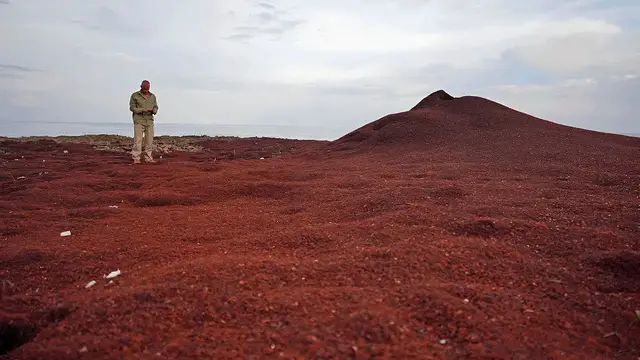 Video thumbnail for Researchers Identify a 44-Billion-Pound Living Belt Choking the Atlantic
