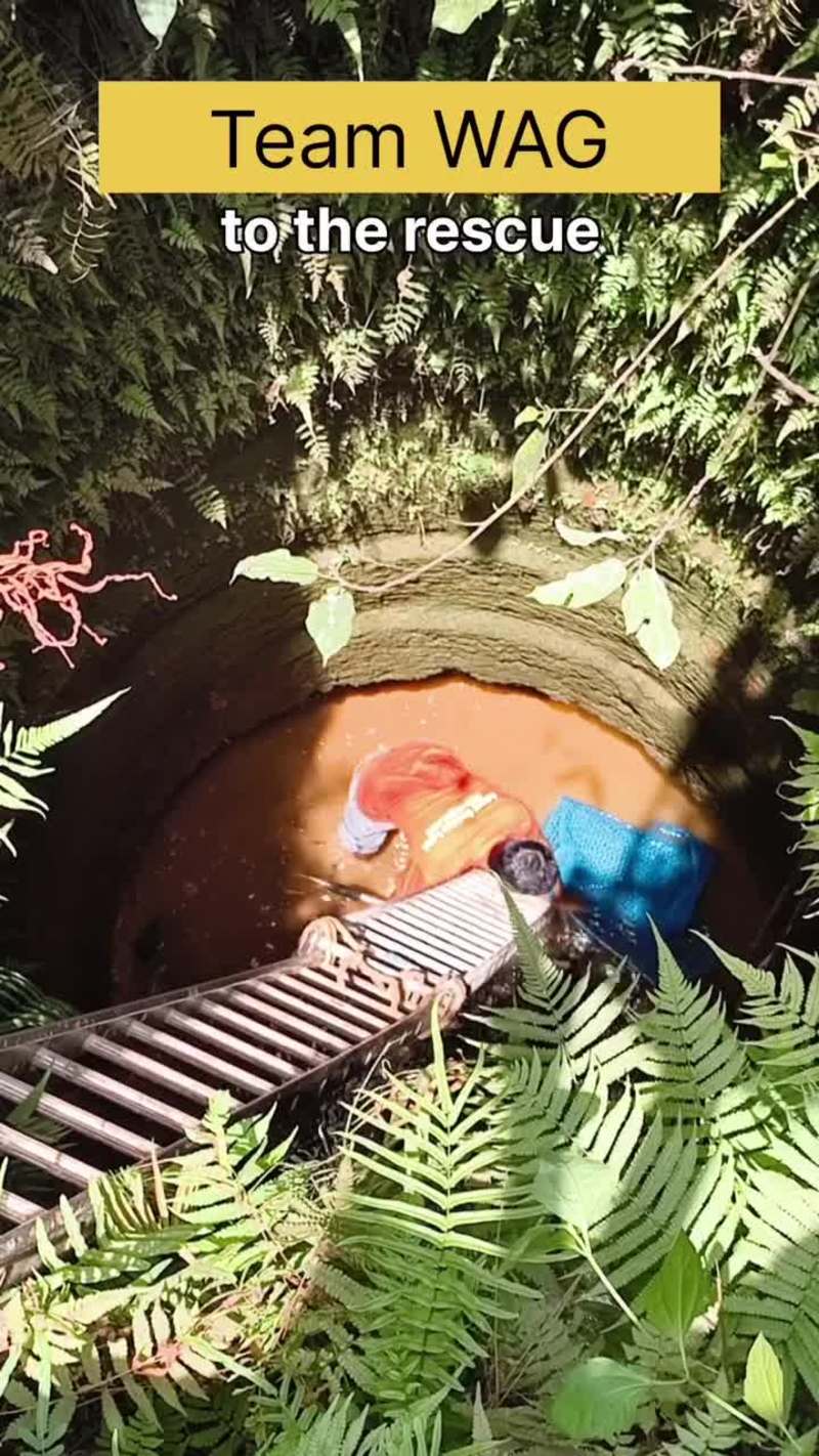 Video thumbnail for Puppy Rescued from Deep Well by Animal Heroes in Goa