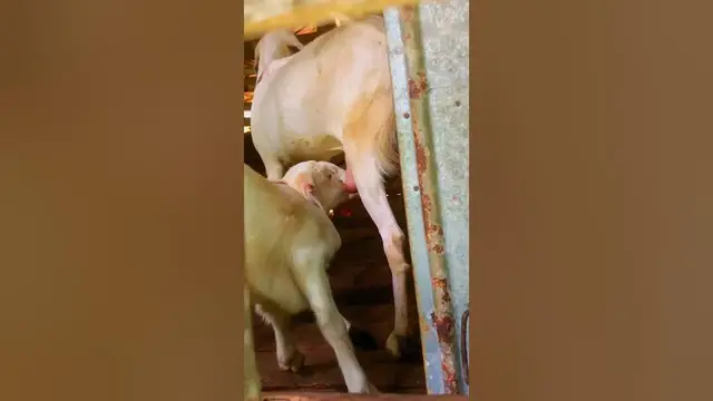 Video thumbnail for baby goat drinking milk 🥛 from mother 🐐 #shorts