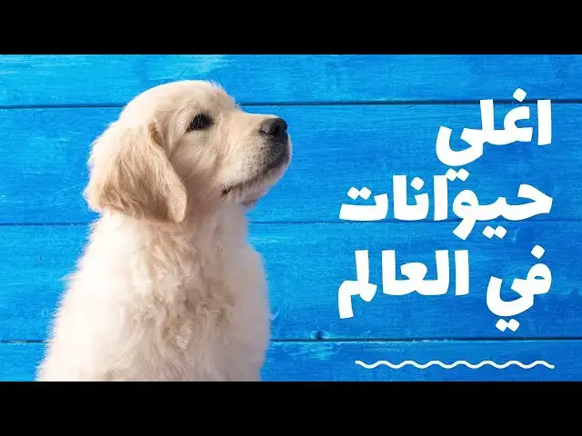 Video thumbnail for أغرب حقائق ستصدمك عن الحيوانات 🤯اغلي قط في العالم!!