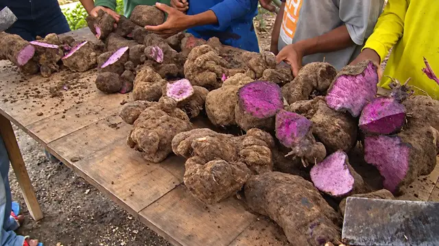 Video thumbnail for Philippines restricts ube exports as global demand strains Indigenous farmers