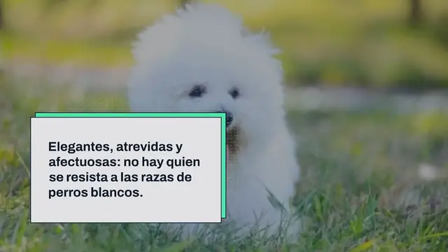 Video thumbnail for 20 razas de perros blancos (¡con fotos!)