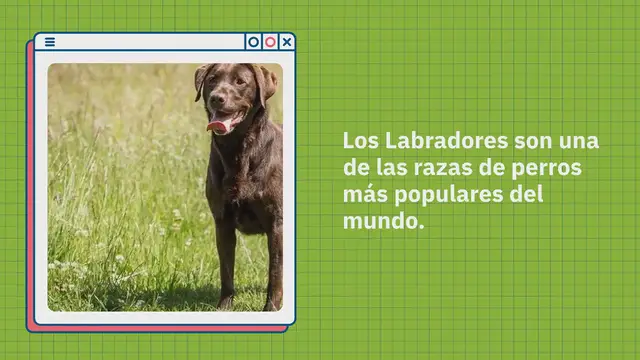 Video thumbnail for Beagador: todo lo que debes saber sobre este cruce