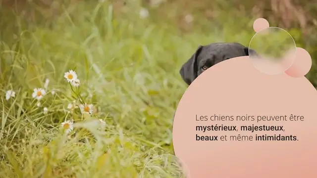 Video thumbnail for 21 magnifiques races de chiens noirs (avec des photos !)