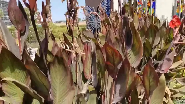 Video thumbnail for Nature (13)