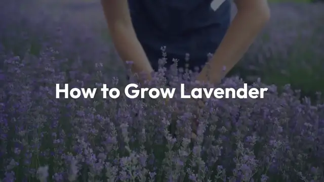 Video thumbnail for Growing Lavender At Home