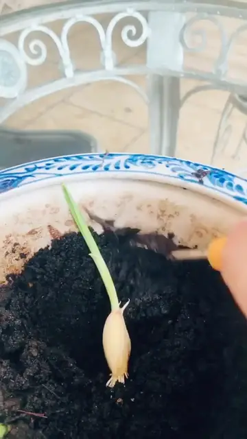 Video thumbnail for How to grow in 5 steps! Surprisingly only takes 7 days