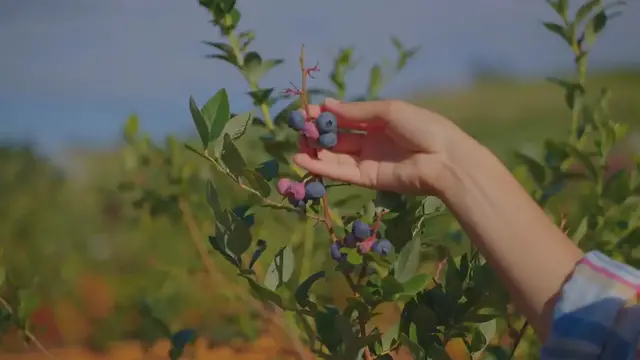 Video thumbnail for Orange Rocket Barberry