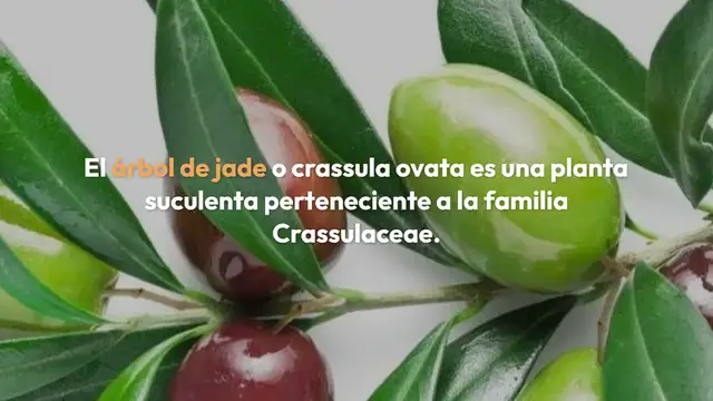 Video thumbnail for ¿Cómo plantar y cultivar un árbol de jade en casa?