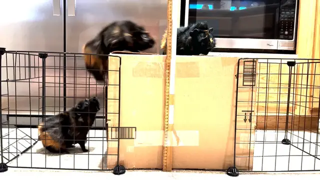 Video thumbnail for Highest platform jump by a guinea pig  36 cm (14.17 in) by Bob