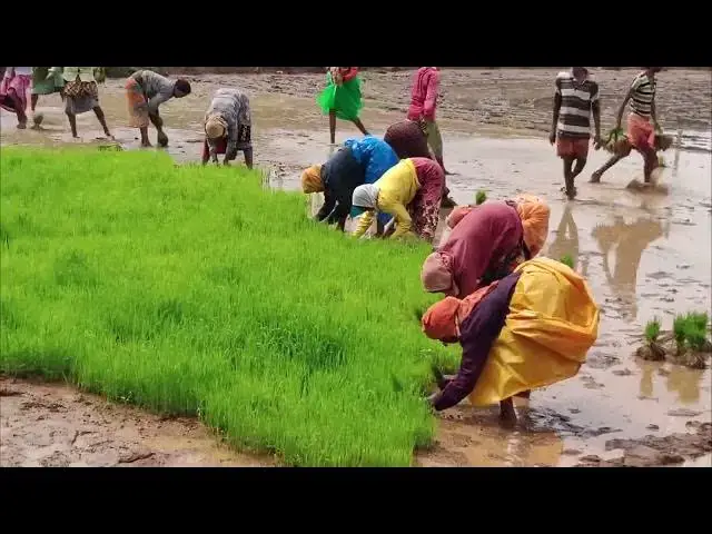 Video thumbnail for Aerial View of Rice Field  Videos