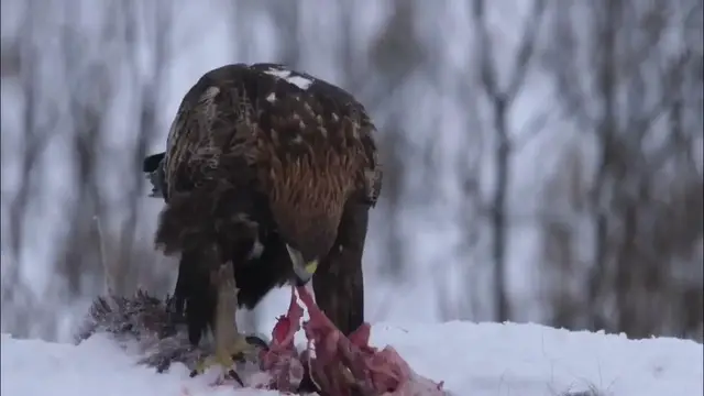 Video thumbnail for Golden Eagle |  Hawk   Birds   Fight  | Stock Footage