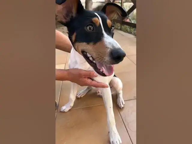 Video thumbnail for It was found on the streets of Spain deshidrate it ! This is what love does ! #rescue