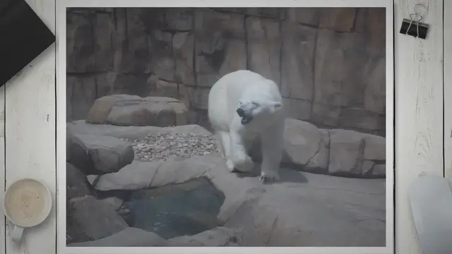 Video thumbnail for Polar Bear vs Grizzly Bear: A Battle of Giants