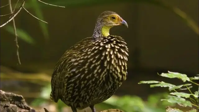Video thumbnail for Black francolin |  Kala Teetar  | Birds |