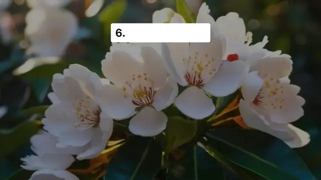 Video thumbnail for Best Low-Maintenance Perennial Flowers