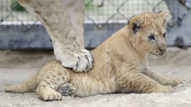 'Video thumbnail for Czech zoo welcomes four rare Barbary lion cubs'