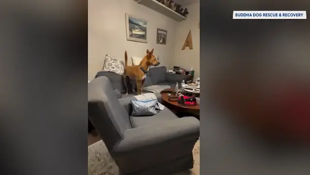 Video thumbnail for Dog missing for more than 30 days finally reunited with family