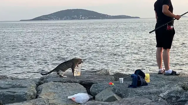 Video thumbnail for Meddling Cat Tries to Steal Fish