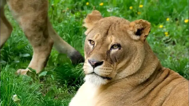 Video thumbnail for Lioness  | nature videos   Animal video   Cheetah videos