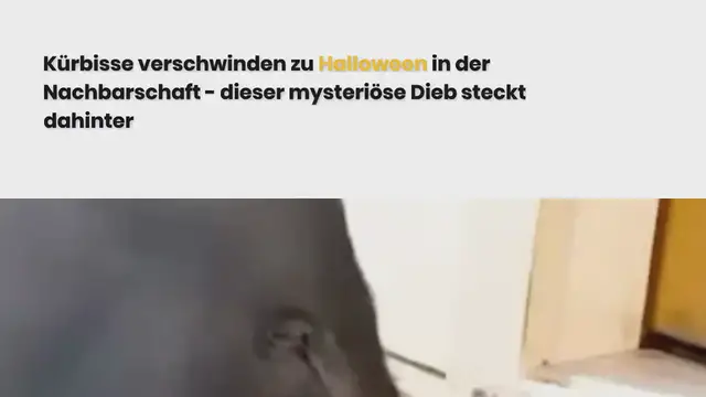 Video thumbnail for Kürbisse verschwinden zu Halloween in der Nachbarschaft – dieser mysteriöse Dieb steckt dahinter