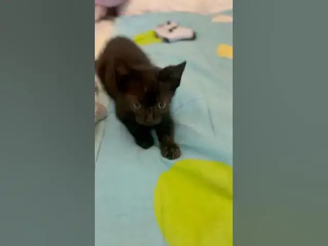 Video thumbnail for No Cámaras please ! Our new rescue kitty! Getting better and tasty #cat #rescue