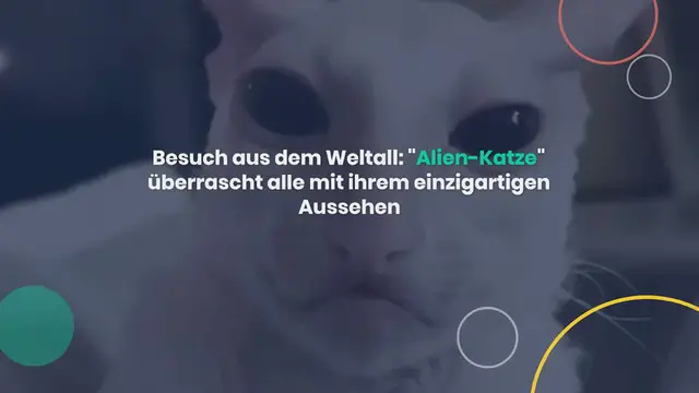 Video thumbnail for Besuch aus dem Weltall: „Alien-Katze“ überrascht alle mit ihrem einzigartigen Aussehen