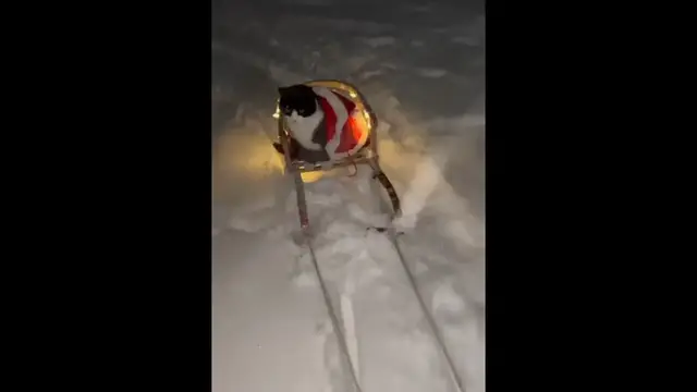 Video thumbnail for Cat Goes Sledding in an Adorable Santa Sweater