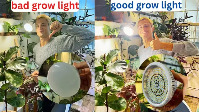 Video thumbnail for Great Grow Light Bulb for House Plants - Haus Bright Smart LED - Review