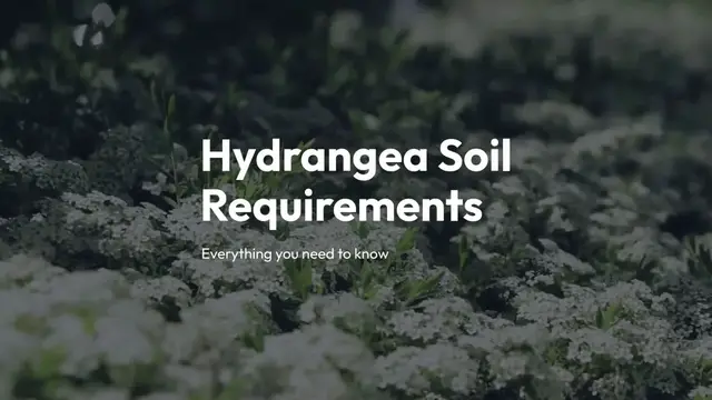 Video thumbnail for Hydrangea Soil Requirements