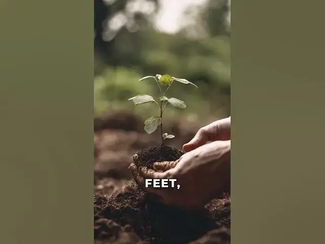 Video thumbnail for Embrace Nature's Magic: A Pagan Nature Walk