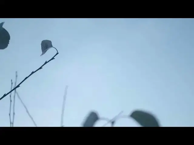 Video thumbnail for Leaves on dead tree