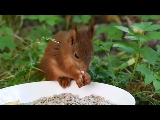 Video thumbnail for Young squirrel eating nuts