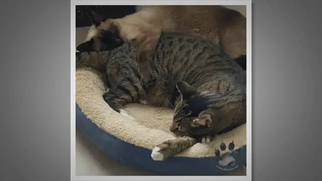 Video thumbnail for Do Siamese Cats Like to Cuddle?