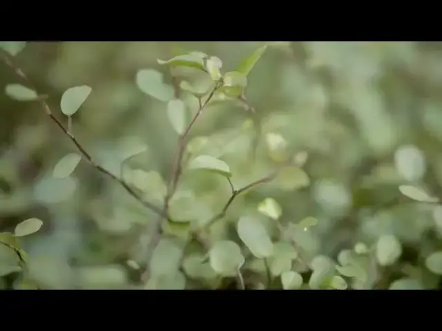 Video thumbnail for Ambient Vegetation