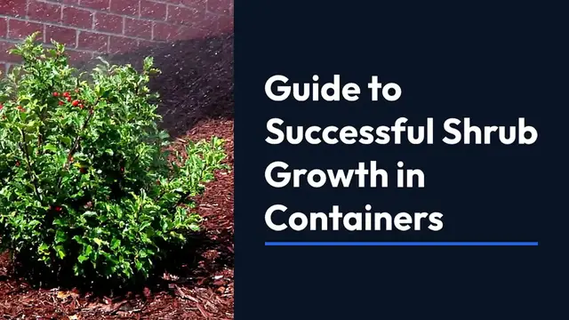 Video thumbnail for Planting Shrubs in Pots