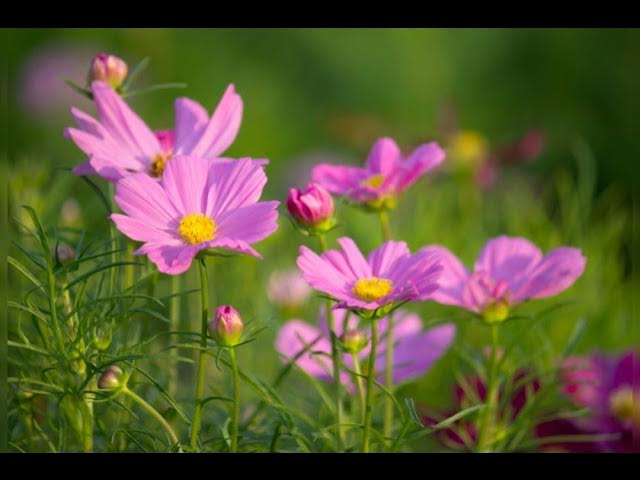 Video thumbnail for Soothing Notes - Classical Music for Relaxation