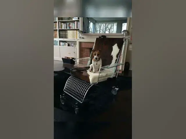 Video thumbnail for Carrinhos de supermercado velhos podem ser transformados em objetos de decoração