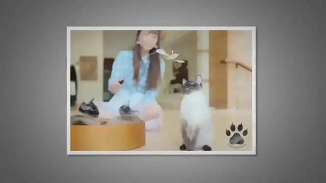 Video thumbnail for How Do You Bond With a Siamese Cat?