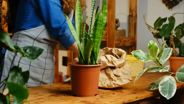 Video thumbnail for Growing Snake Plant Indoors