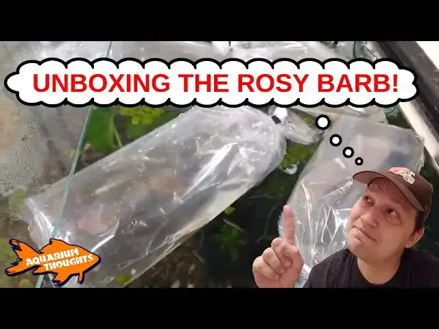 Video thumbnail for Unboxing the Rosy Barb - Aquarium Thoughts