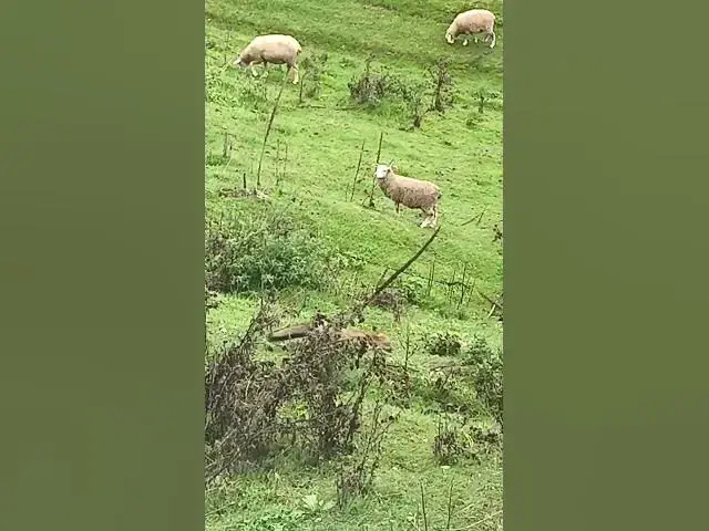 Video thumbnail for 🦊&🐑🐑🐑