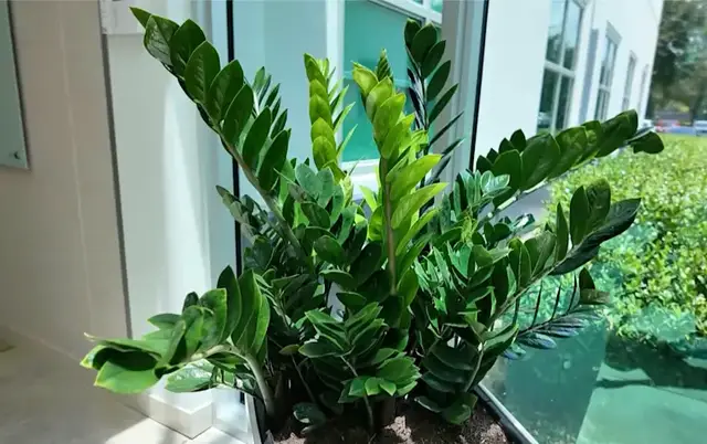 Video thumbnail for Is this the easiest houseplant? ZZ plants love neglect & come in a variety of size and colors!